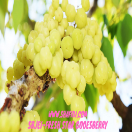 SBJEI-FRESH STAR GOOESBERRY